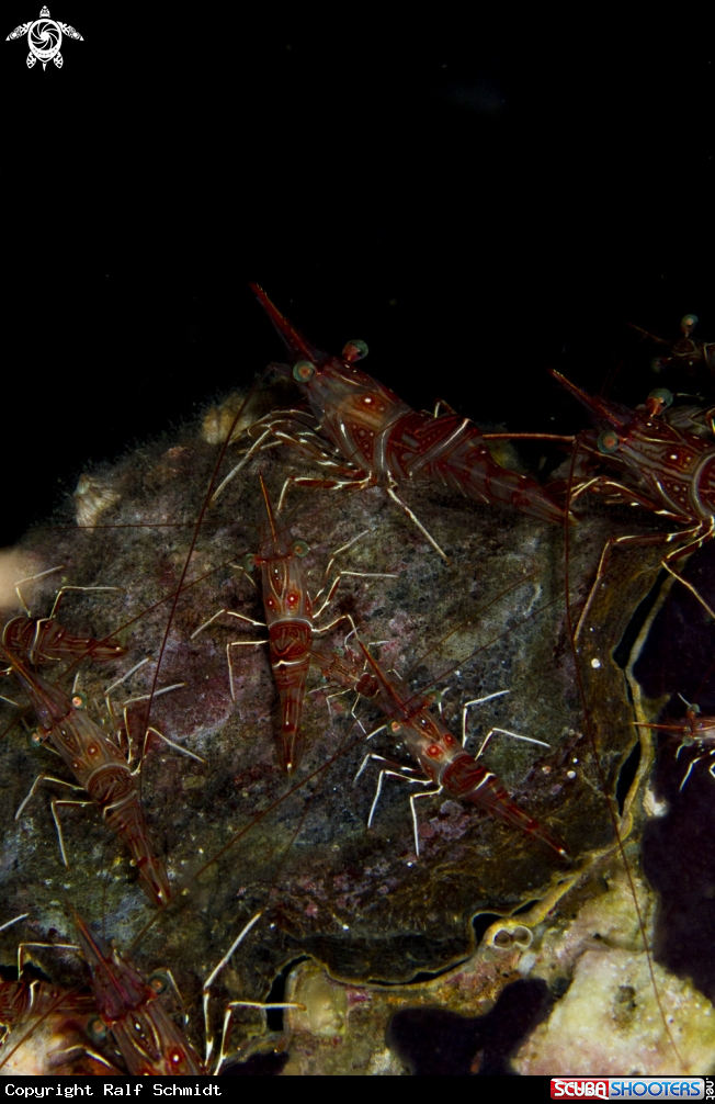 A crabs