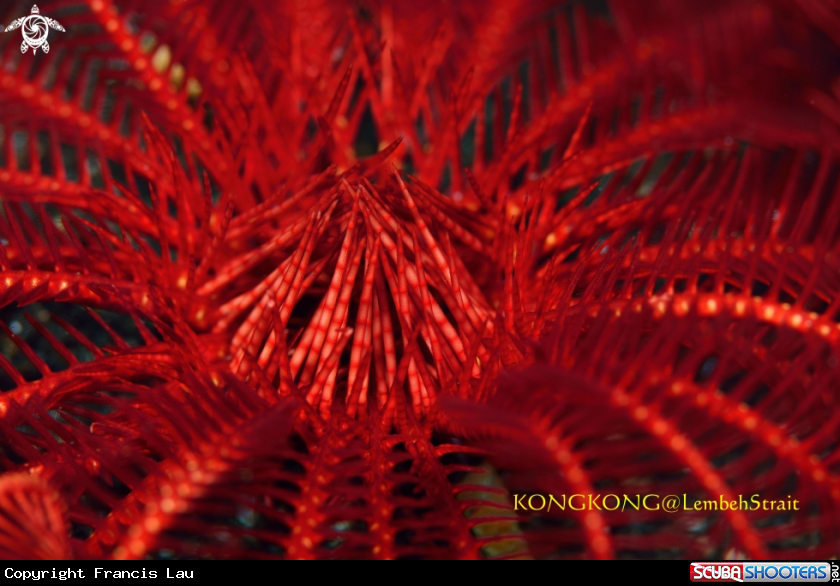 A Feather Star