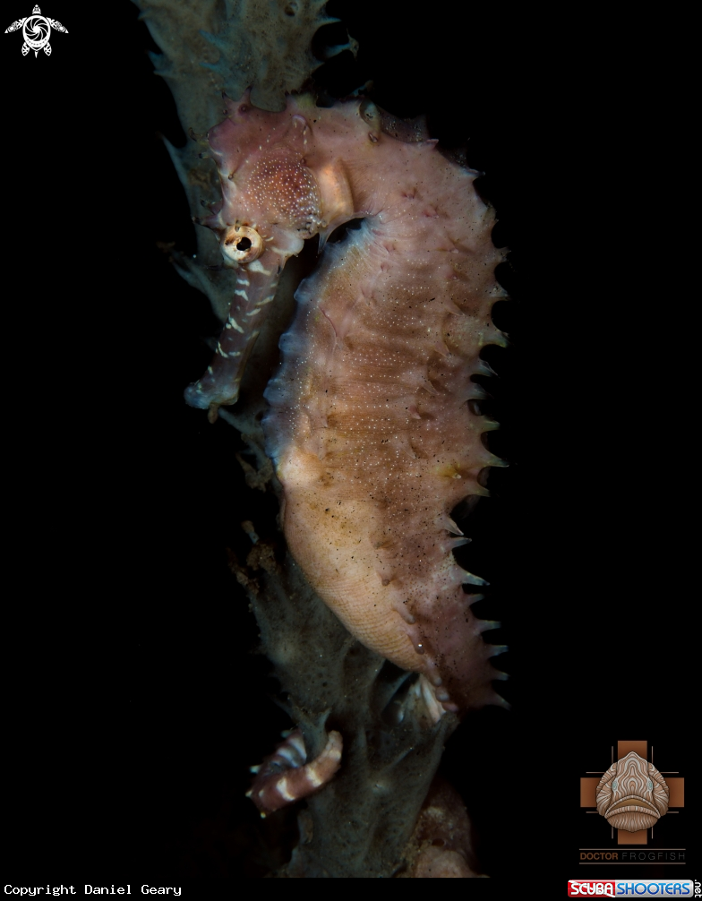 A Thorny Seahorse