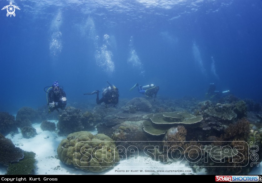 A Divers in Coral Reef