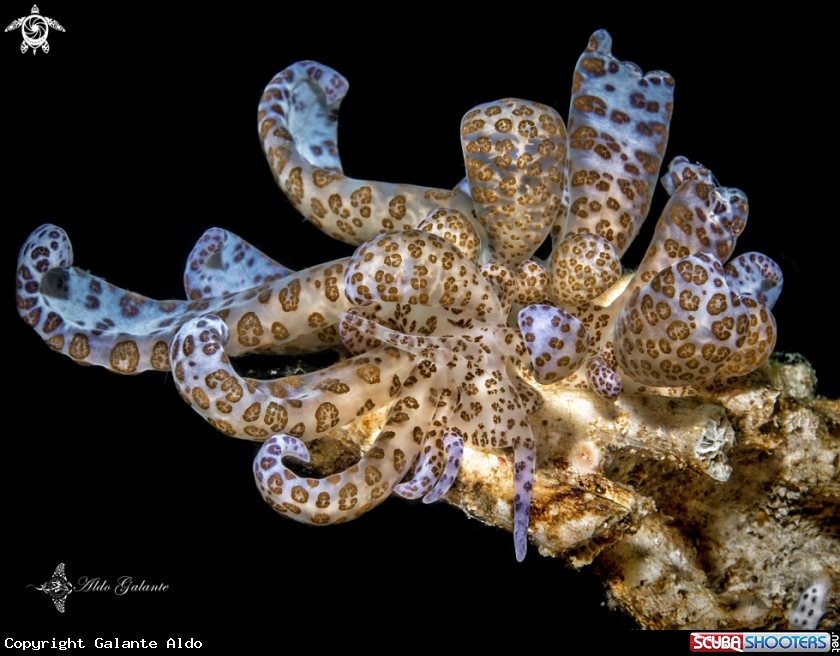 A Solar Powered Sea Slug / Nudibranchs