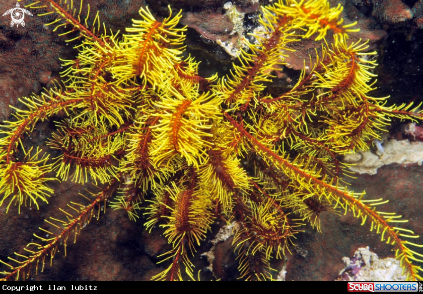 A feather star