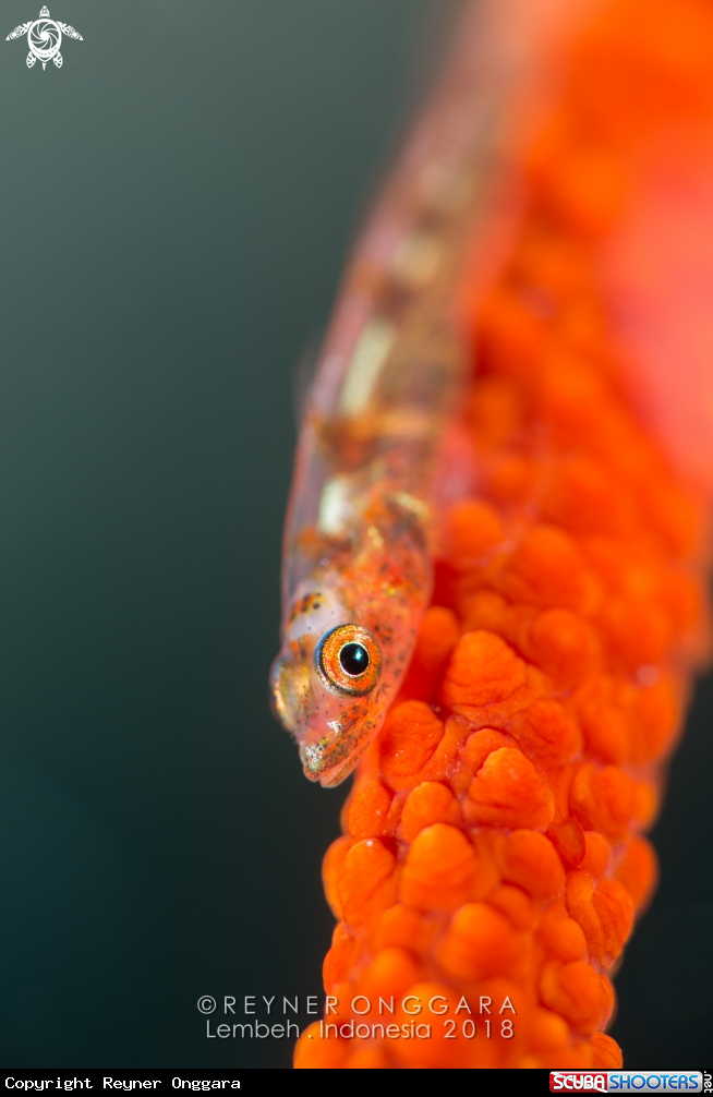 A Goby