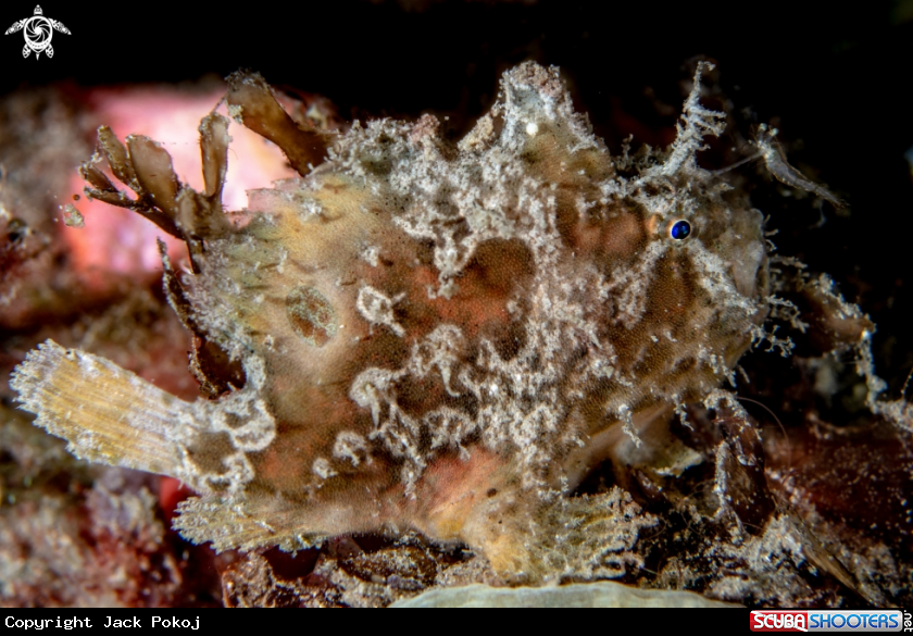 A Warty frogfish