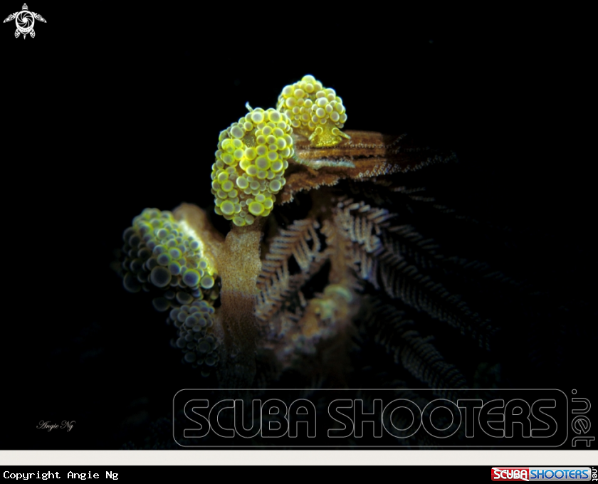A Nudi