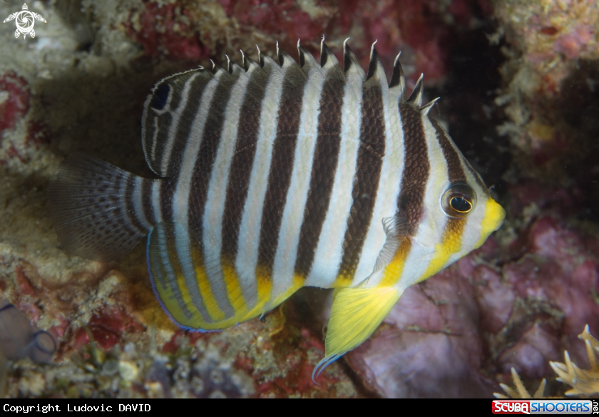 A Barred Angelfish