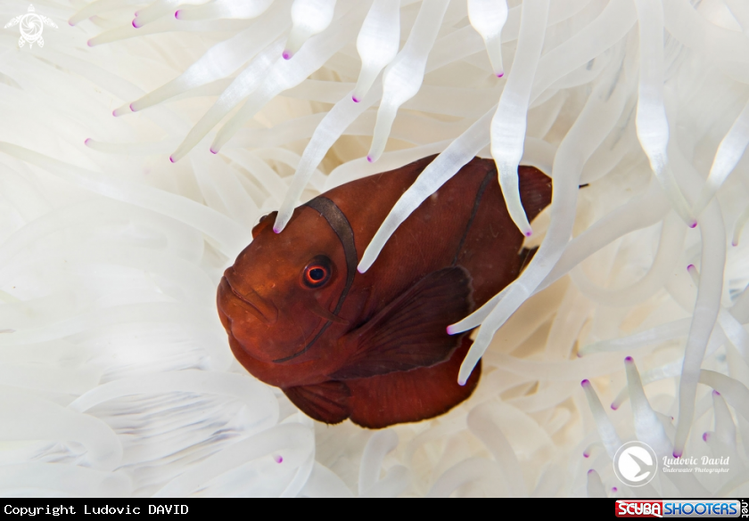 A Spinecheek Anemonefish