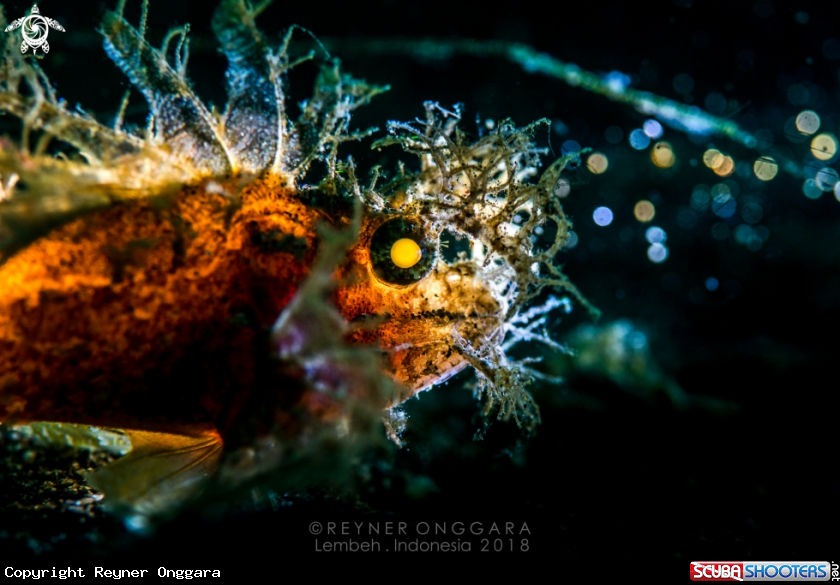 A Ambon Scorpionfish