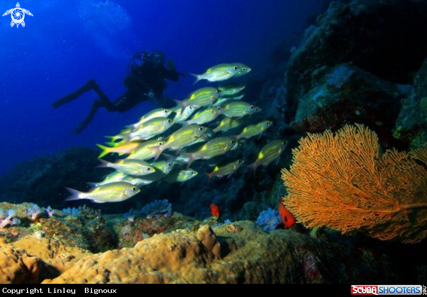 A West coast Mauritius reef forms .Flic En Flac 