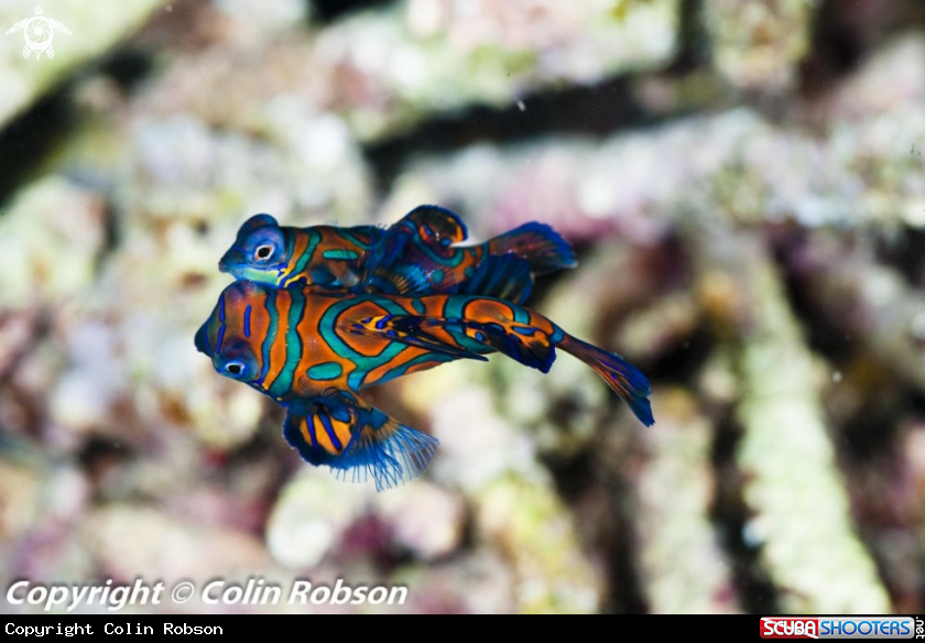 A mandarin fish
