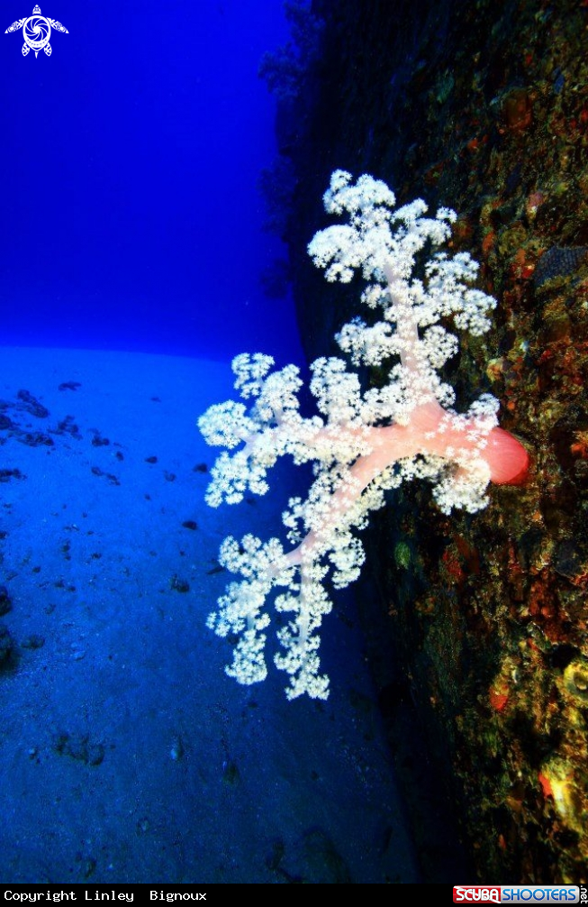 A Soft coral forms of the hull of the Jebedah shipwreck ,Mauritius