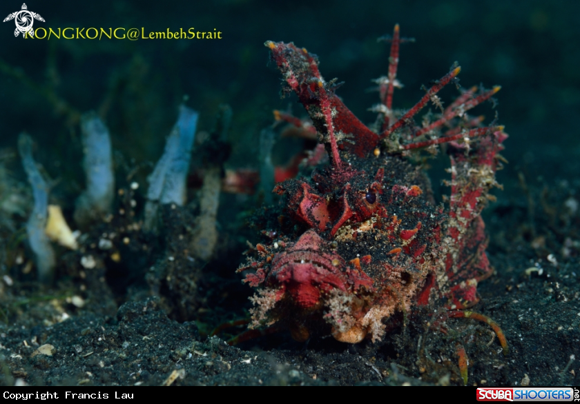 A Devil Scorpion Fish