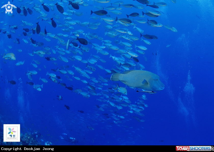 A buffalo fish