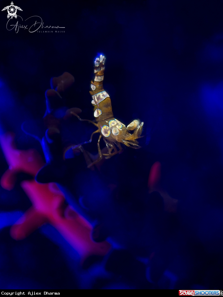 A Sexy shrimp 