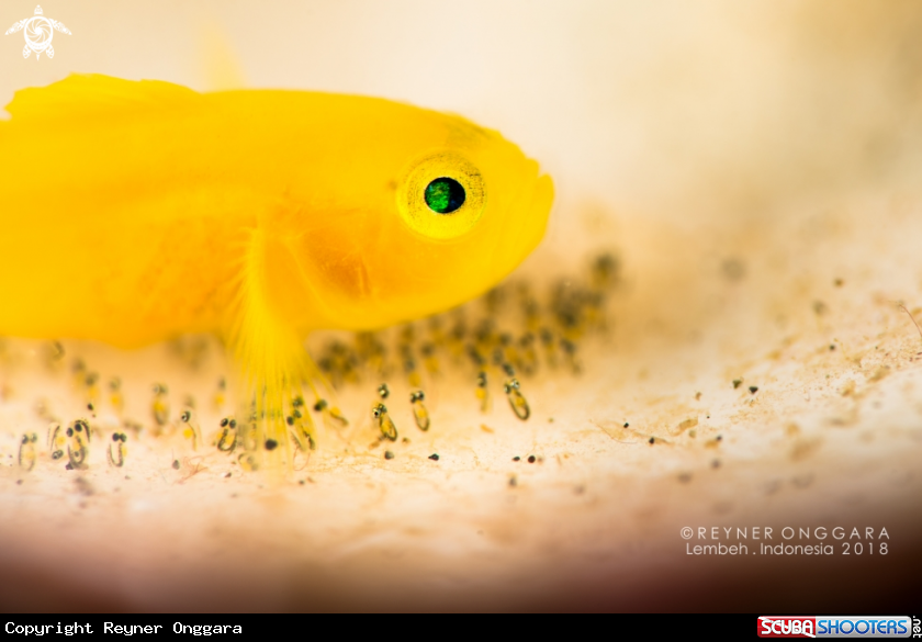 A Yellow Goby