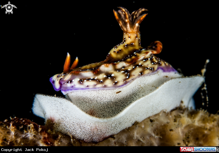 A Hypselodoris krakatoa