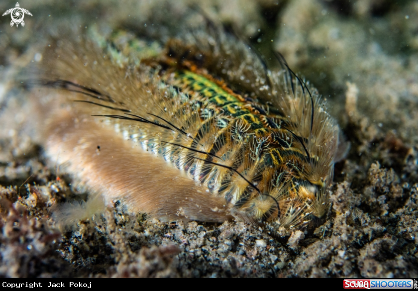 A Fireworm