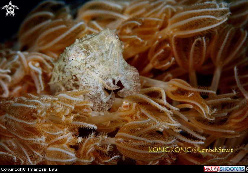 A Pygmy Cuttlefish