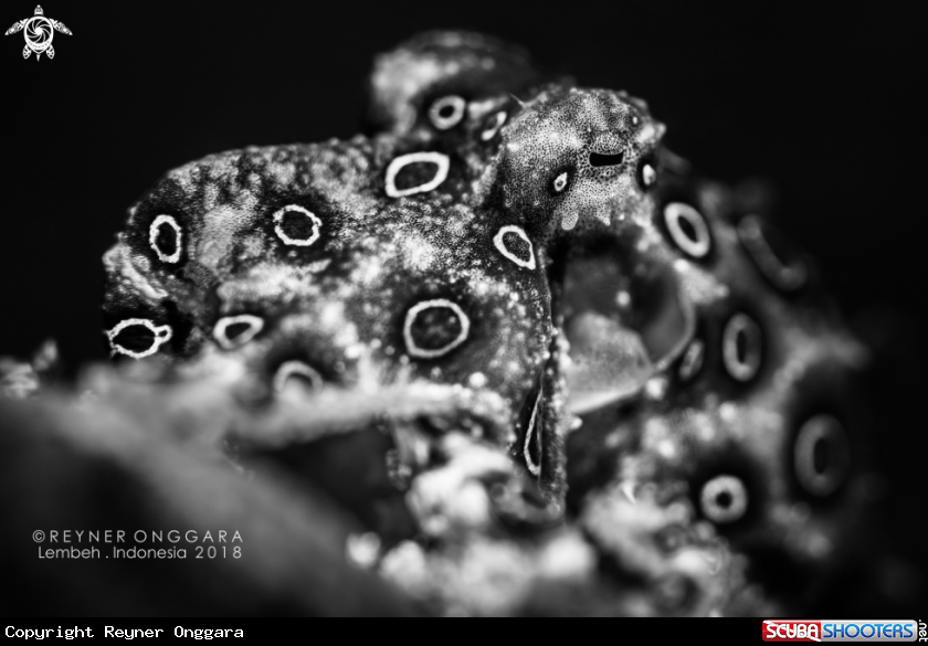 A Blue Ring Octopus