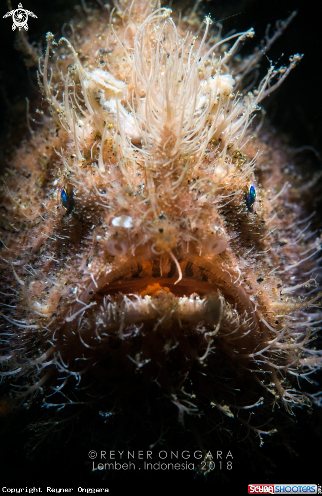 A Hairy Frogfish