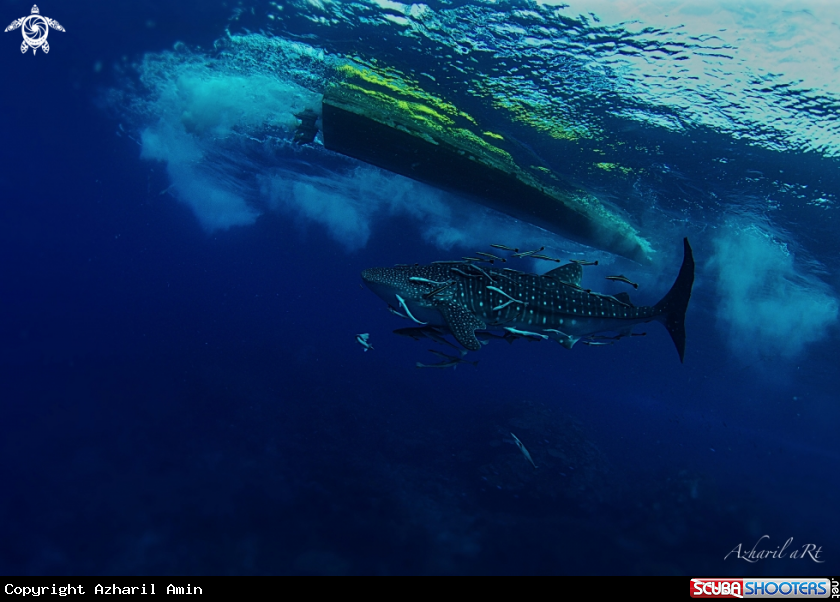 A Whale Shark