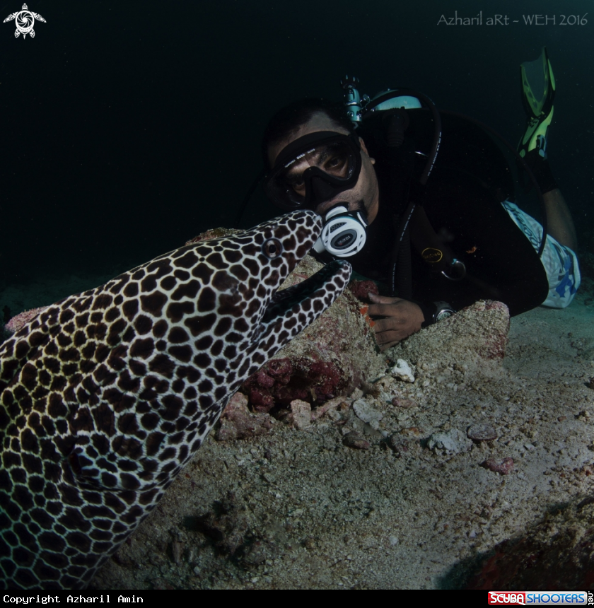 A Honeycomb Moray Eel