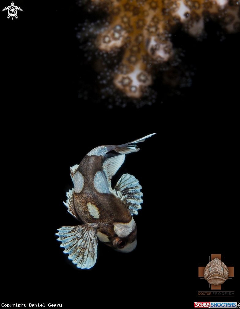 A Juvenile Harlequin Sweetlips
