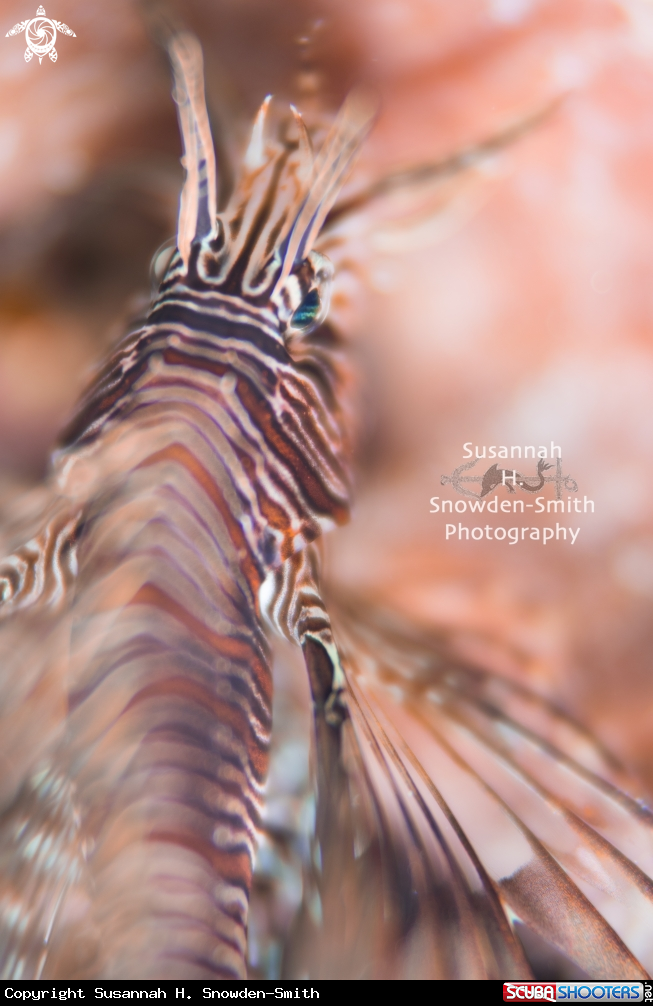 A Lionfish