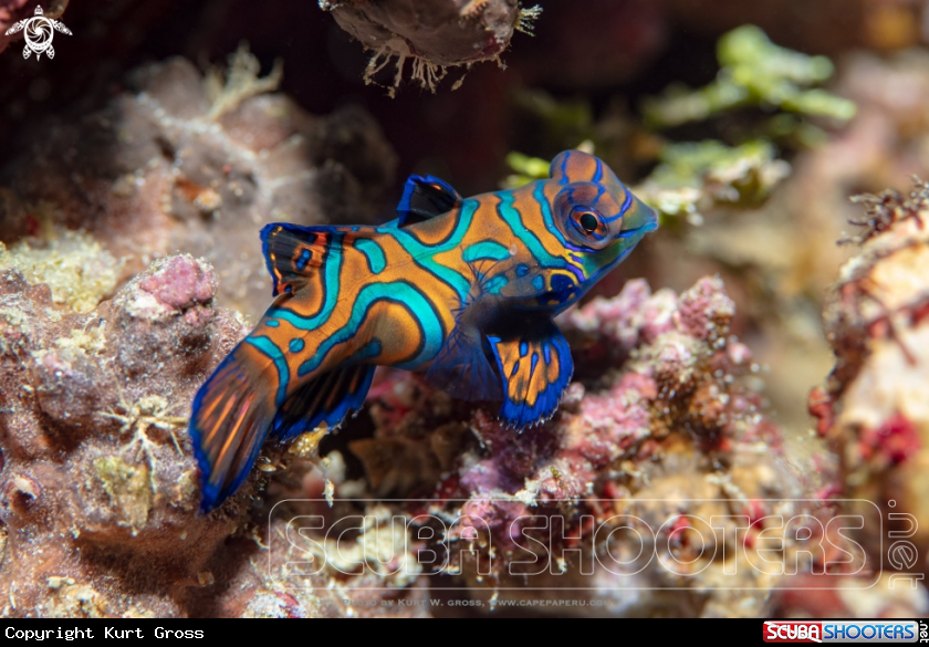 A Mandarinfish, Dragonet