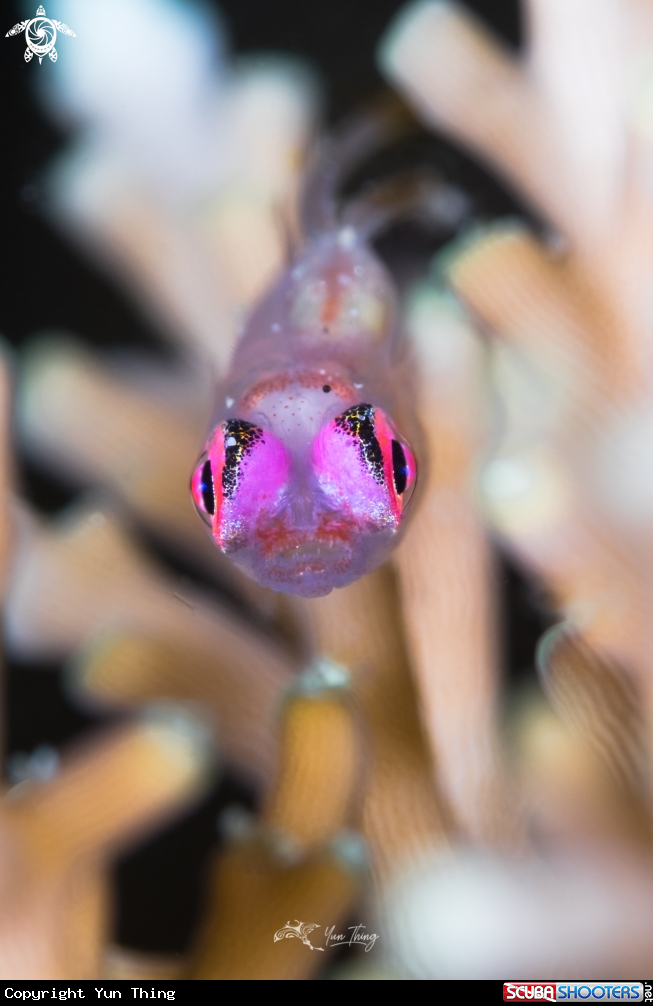 A Fish