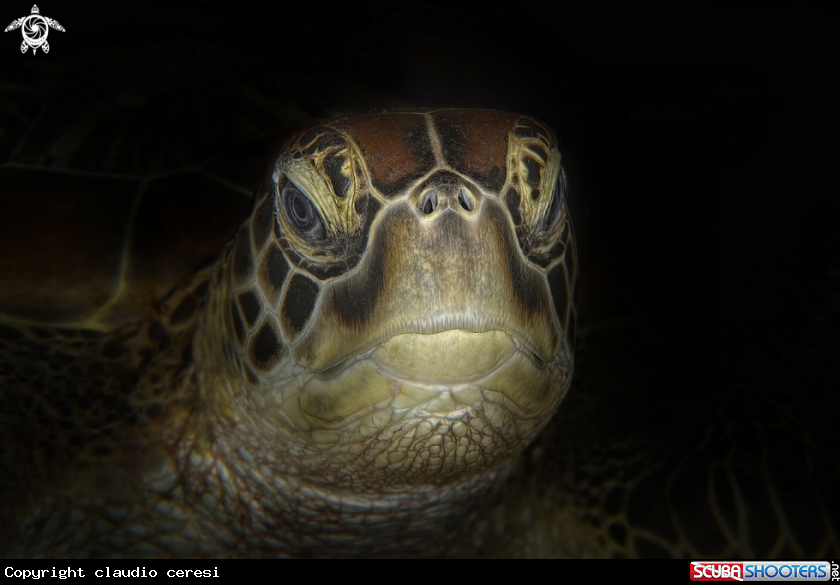 A turtle 