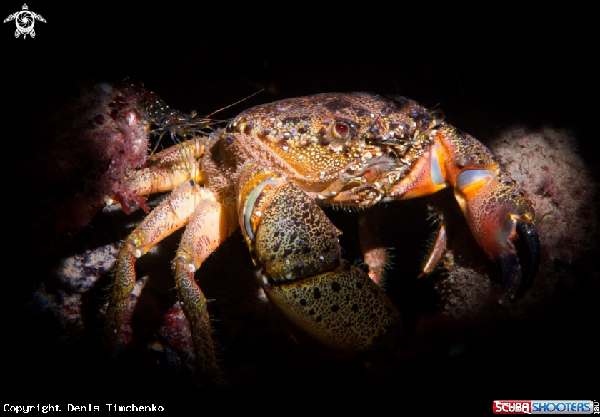 A CRAB and SHRIMP