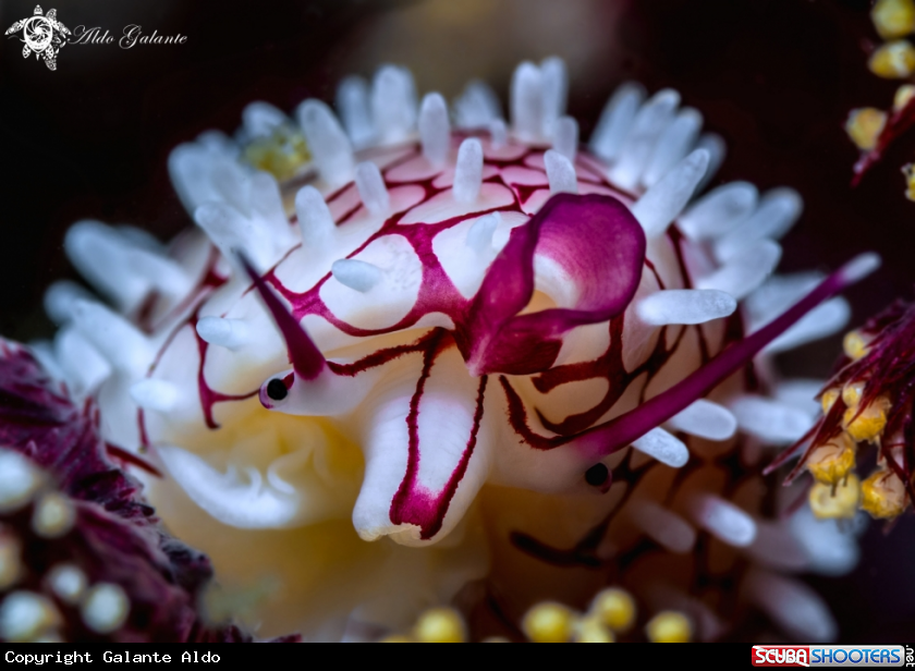 A Allied Cowrie 