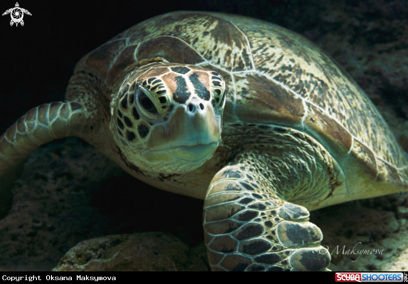 A Green sea turtle (Chelonia mydas)
