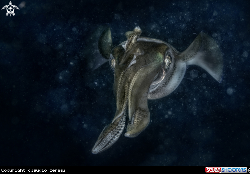 A squid