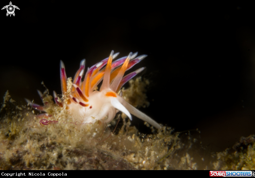 A  Cratena profile 