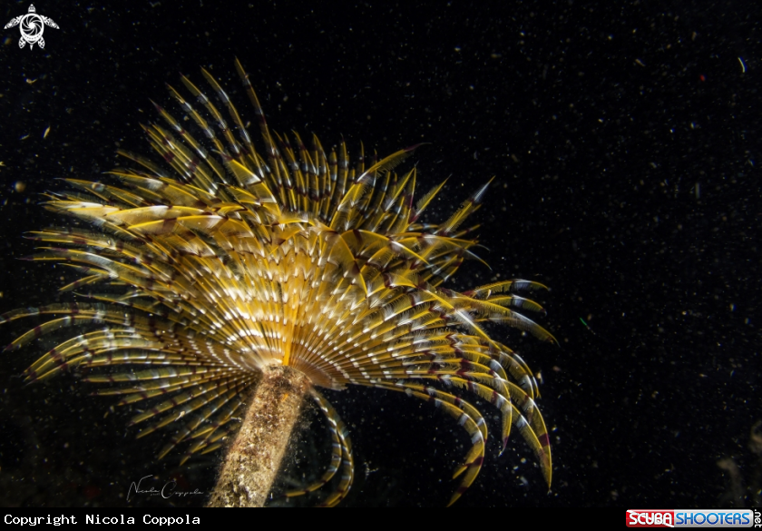 A Sabella Spallanzanii
