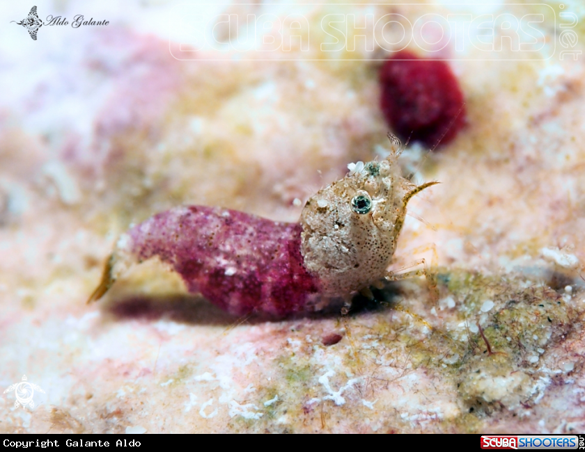 A Sashimi Shrimp