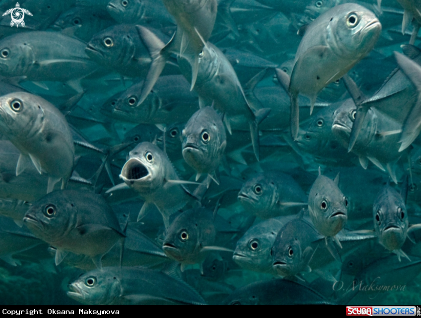 A School of Silver Jackfish
