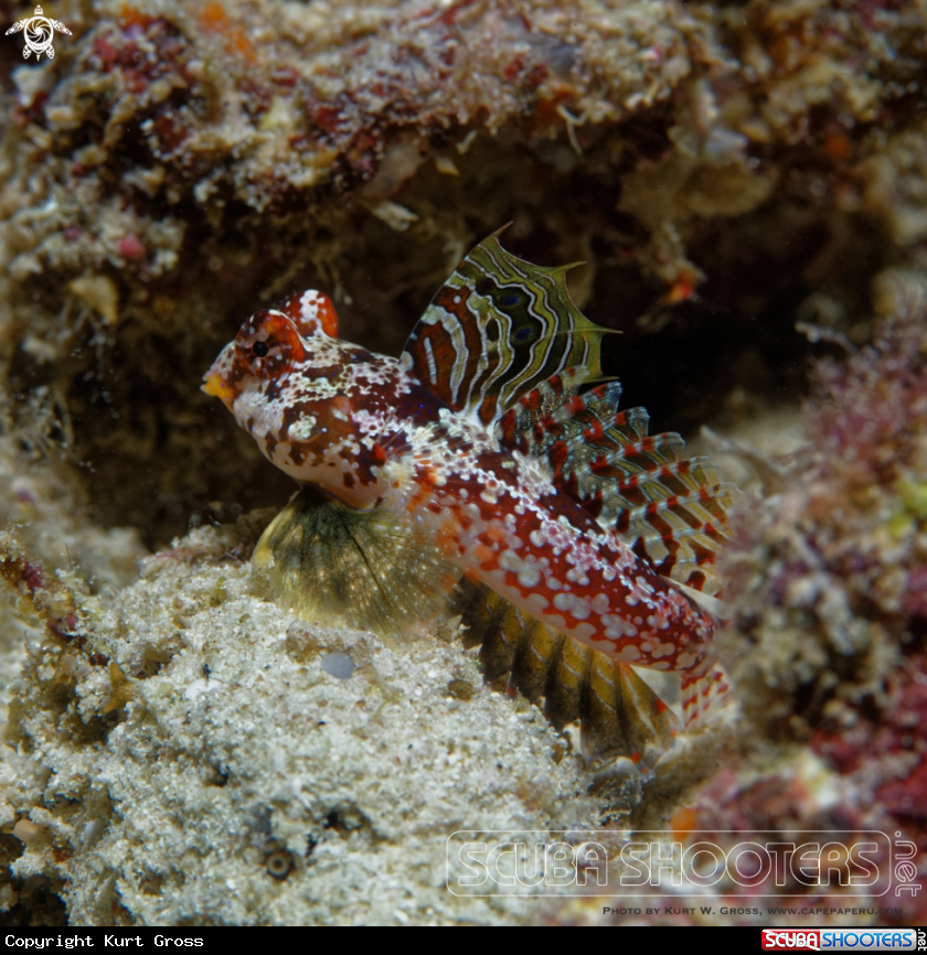 A Moyer's Dragonet