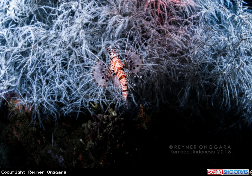 A Lion Fish