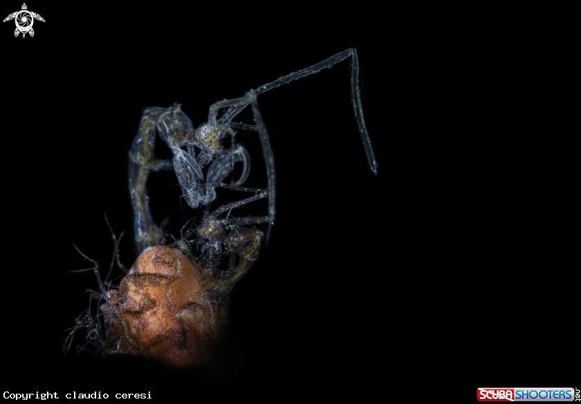 A Skeleton shrimp 