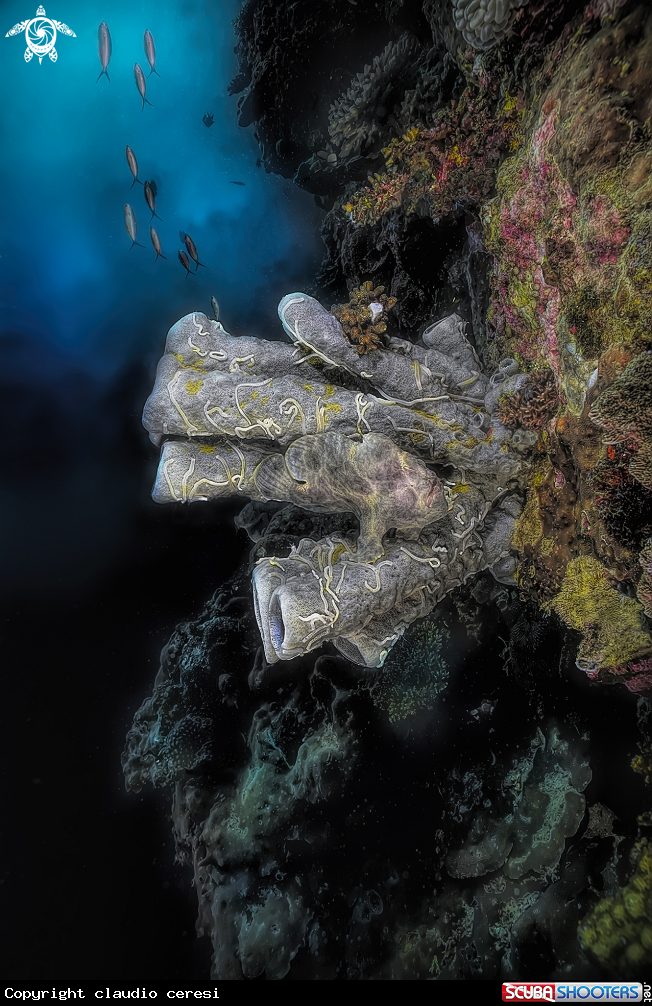 A frogfish