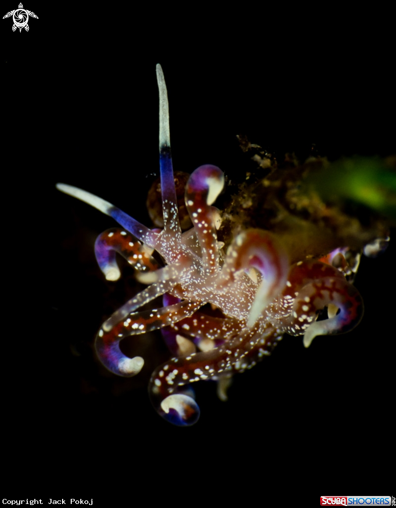 A Phyllodesmium poindimiei
