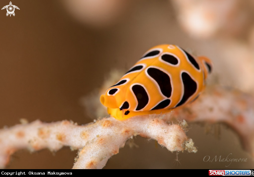A Tiger egg cowry (Cuspivolva tigris) 