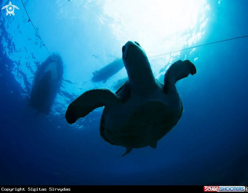 A Turtle