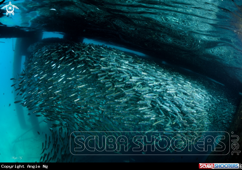 A Silversides 