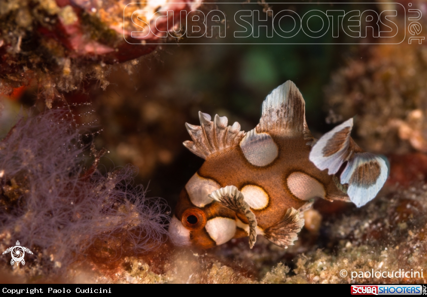 A Many-Spotted Sweetlips-Juvenile