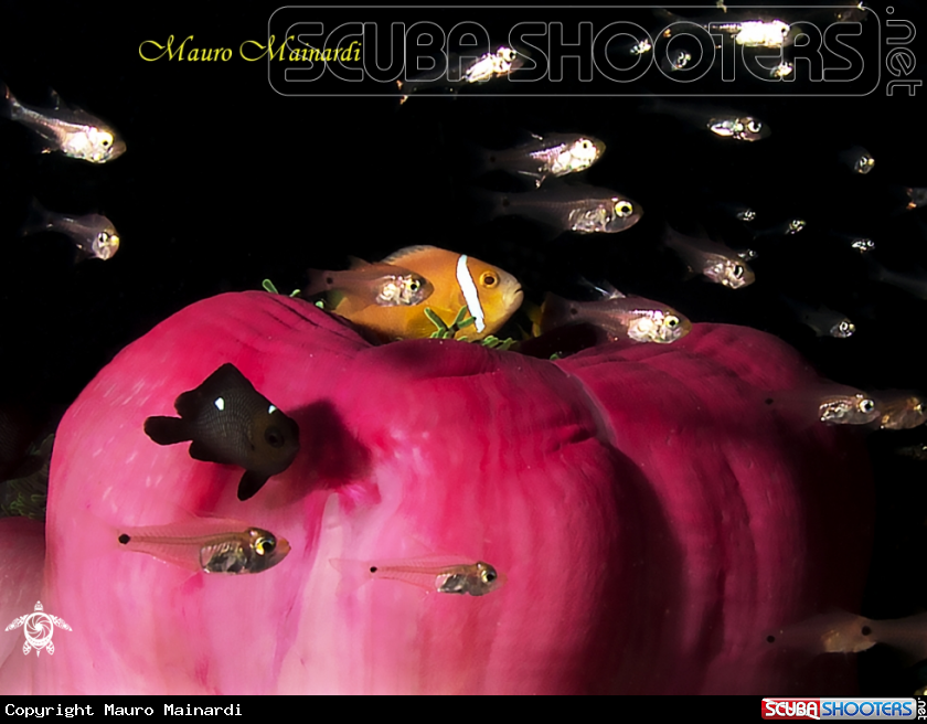 A Clownfish & Anemone