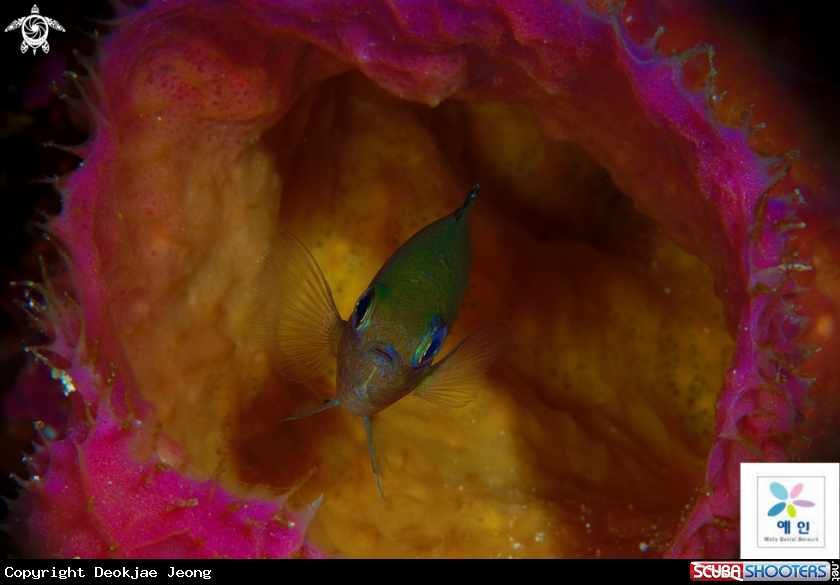 A damselfish 